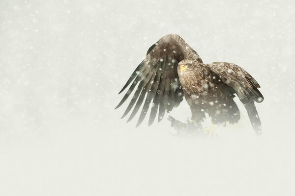 Aquila predatrice a volte invernale