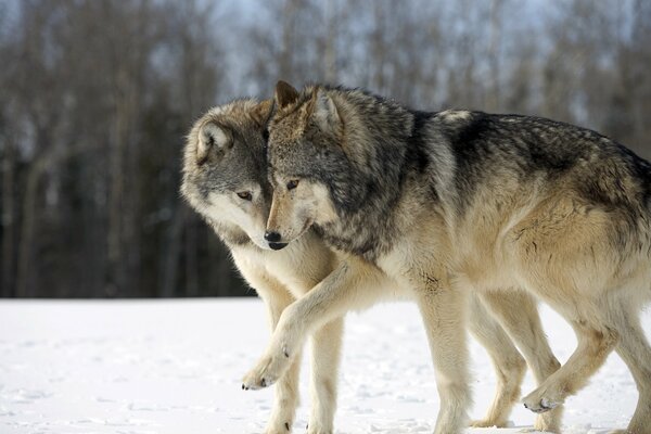 Deux loups sur fond de nature hivernale