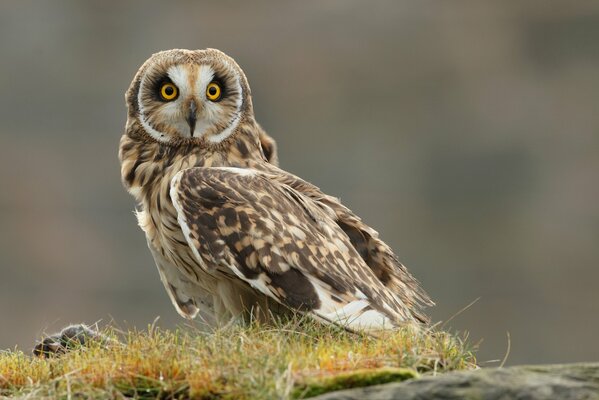 Vogeleule sucht Beute im Gras