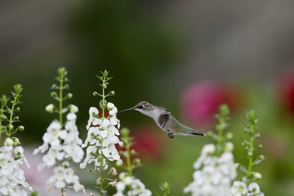 Kolibri-Vogel über einem Blumenbeet mit Blumen