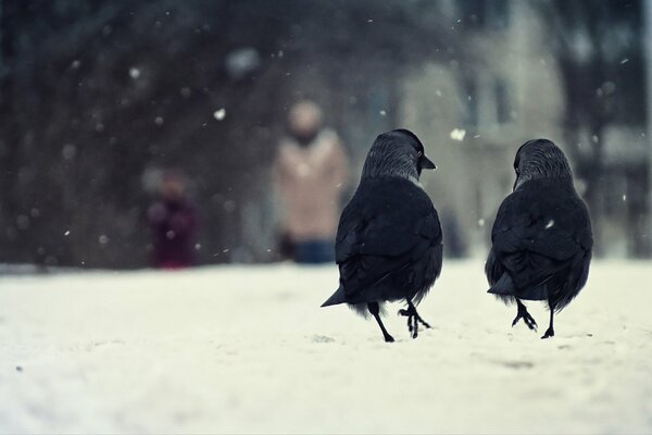 Deux corbeaux dans la neige