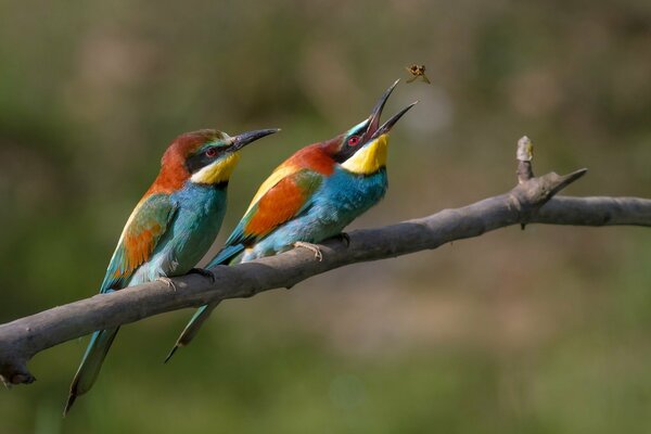 Two golden squints settled down well on a tree branch