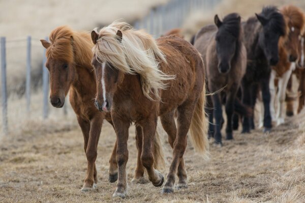 Horses walk along the pasture along the fence