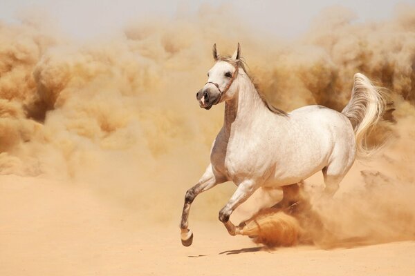 A white horse runs in the sand