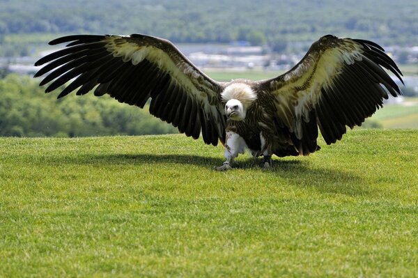 Ein Greifvogel im Gras hat seine Flügel geöffnet