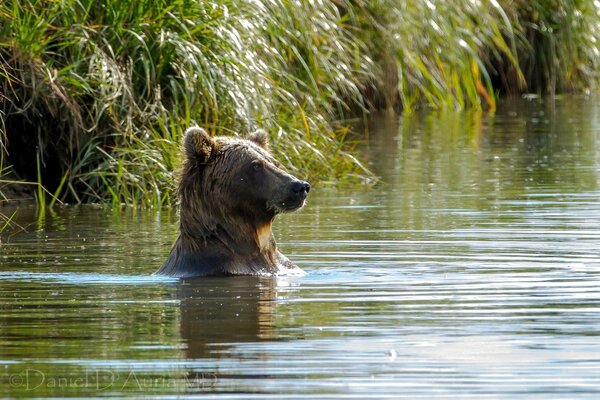 An imposing bear swims in the lake