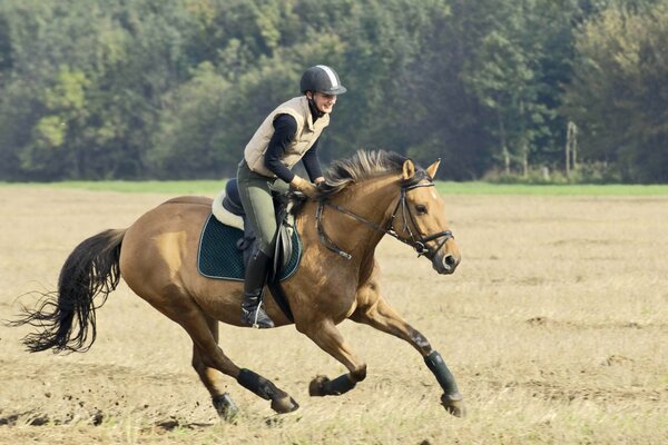 The girl saddled a horse ????