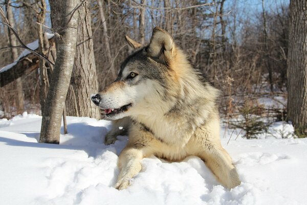 Water hunts in the forest in winter