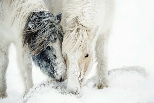 Caballos nieve naturaleza blanco