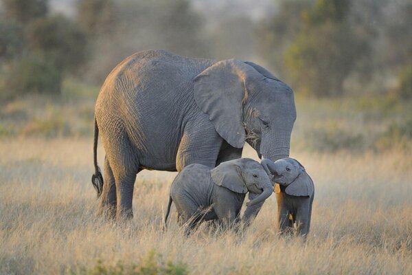 Elefantenfamilie im Nationalpark