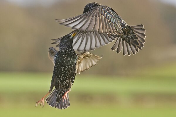 Birds starling in the air