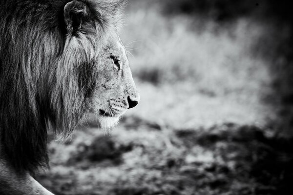 Foto en blanco y negro con un León