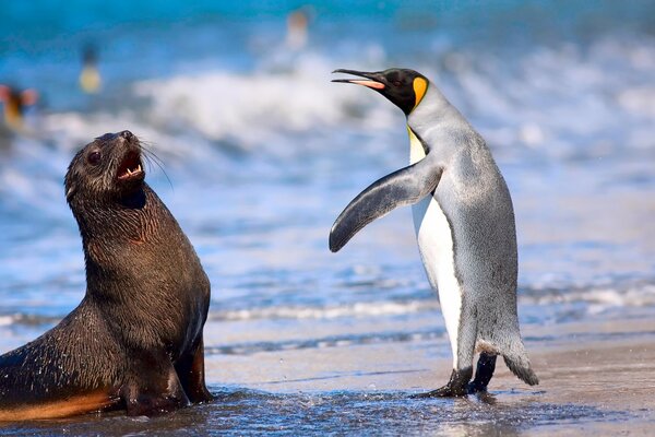Penguin plays with a seal