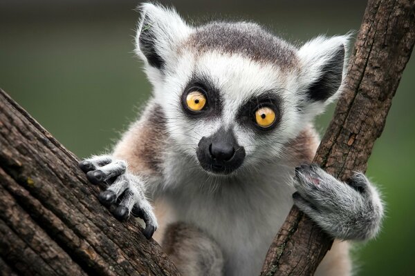 Małpa Lemur na gałęzi