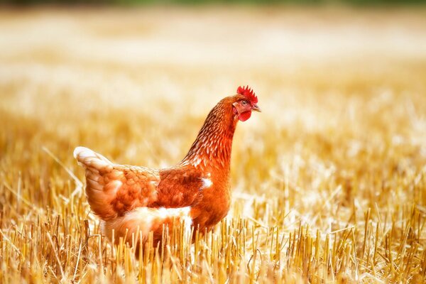 Pelirroja de pollo en el campo