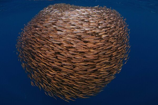 Ein Fischschwarm, der einen Kreis in der Unterwasserwelt bildet