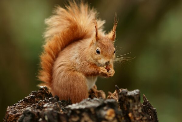 A red squirrel is sitting on a stump