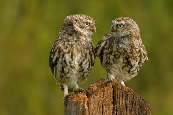 Two owl chicks on a stump