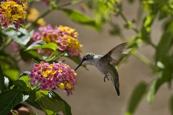 A hummingbird bird flies in a beautiful blooming garden