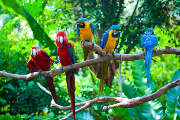 Cinq perroquets sur une branche sous les tropiques