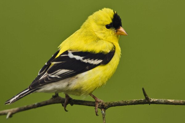 A yellow bird is sitting on a branch