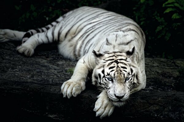 Weißer Tiger auf dunklem Hintergrund