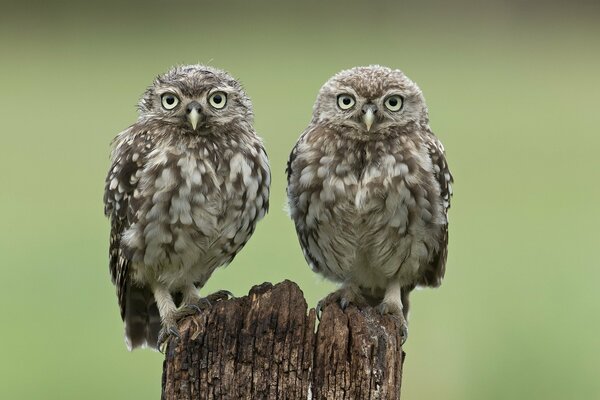 Two similar owls are watching