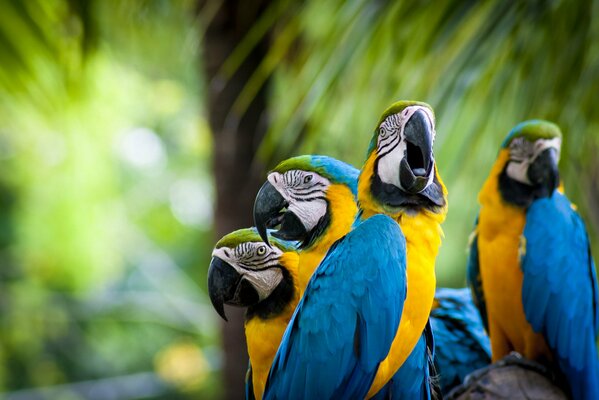 Macaw Parrots blue yellow feathers