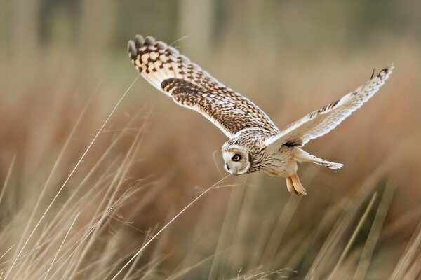 Owl hunting in the field