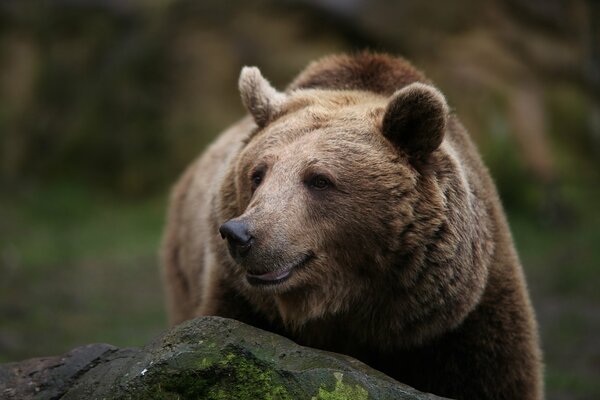 Piękny bujny niedźwiedź uśmiecha się, patrząc zza kamienia
