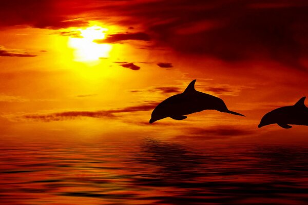 Beau coucher de soleil avec les dauphins en vol