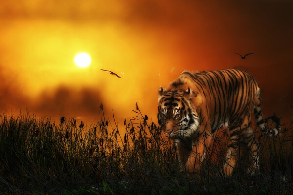Tiger in der Steppe unter der sengenden Sonne