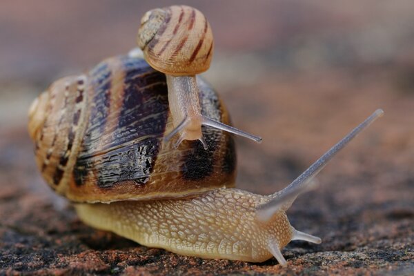 Eine kleine Schnecke kriecht über die Muschel einer großen Schnecke