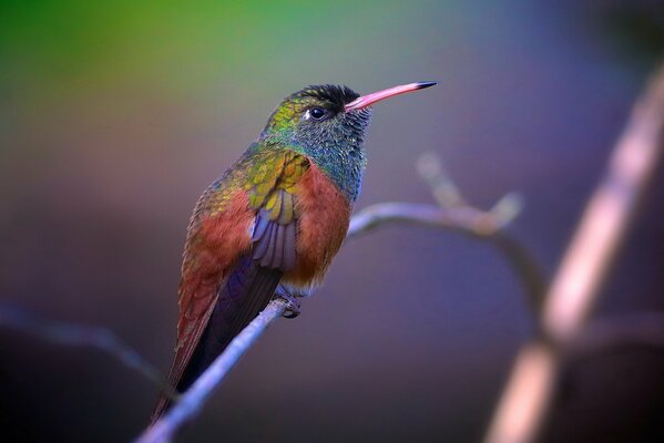 A bright bird is sitting on a branch