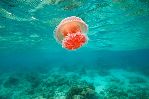 Méduse nage dans la mer en aval