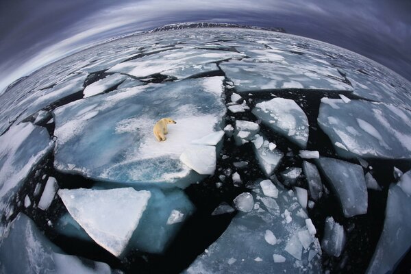 Un oso polar solitario en un glaciar