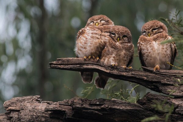 Tres búhos sentados en un tronco en el bosque