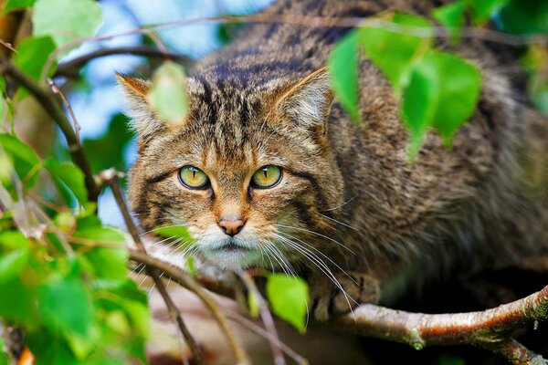 Caccia al gatto selvatico nella foresta