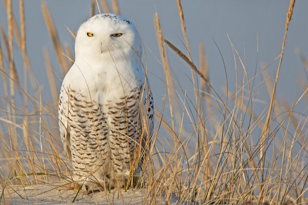 Hibou polaire blanc parmi les épis