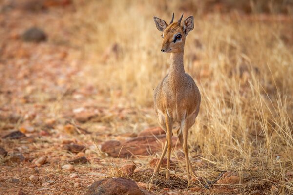 Piccola antilope vigile in natura