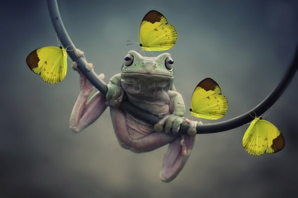 Frog on a branch with yellow butterflies