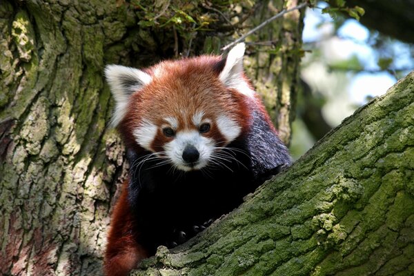 Czerwona panda siedzi na drzewie