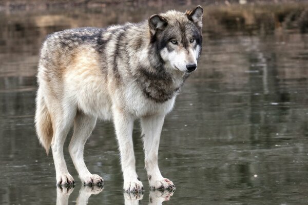 Le loup regarde pensivement au loin