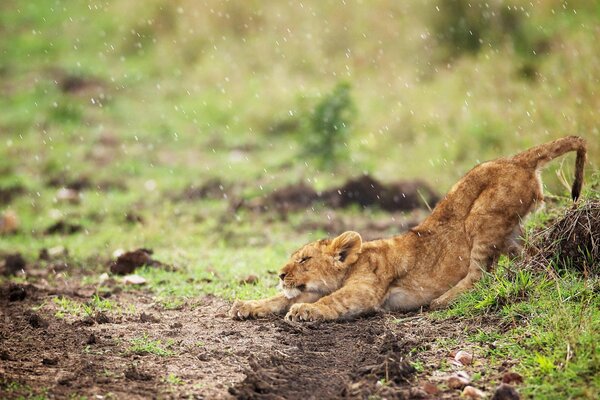 Pull a lion cub in the rain