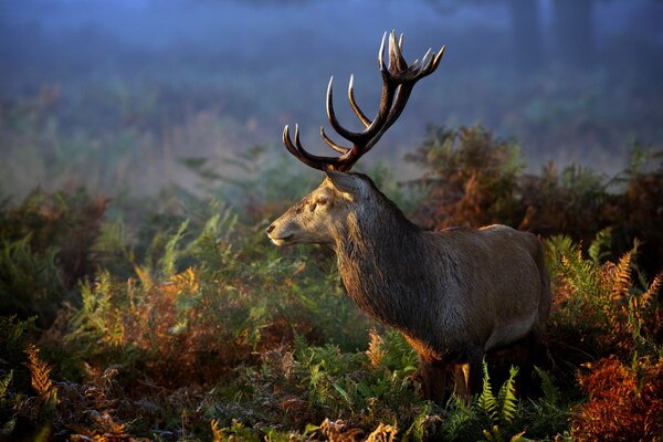 Cerf noble dans la forêt regardant vers le soleil