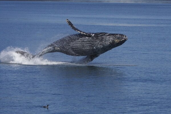 A humpback whale is playing in the water. the humpback whale jumps out of the water