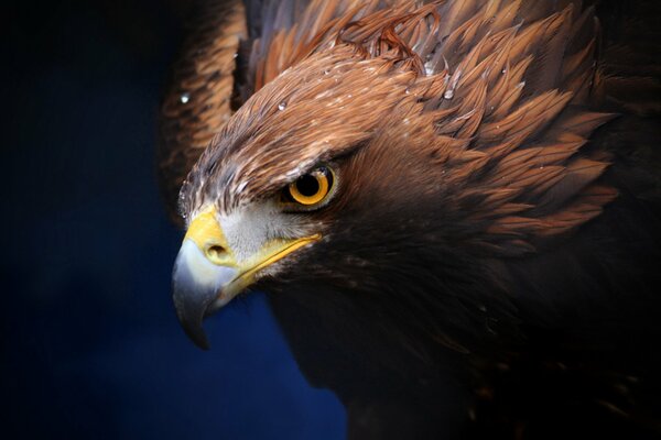 Bird of prey golden eagle