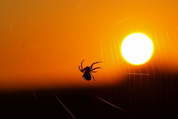 Araña en una telaraña en el fondo de la puesta de sol