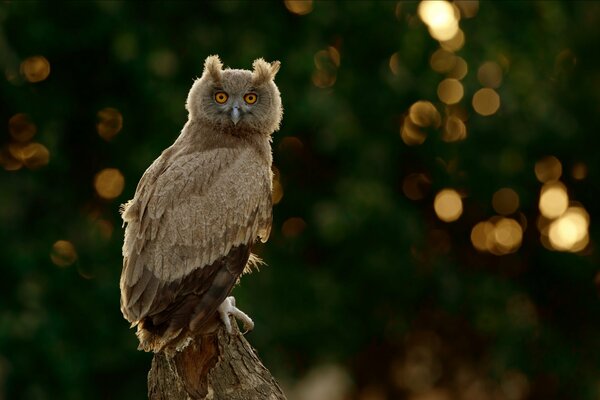 Hibou sur fond flou se retourne et regarde dans la caméra