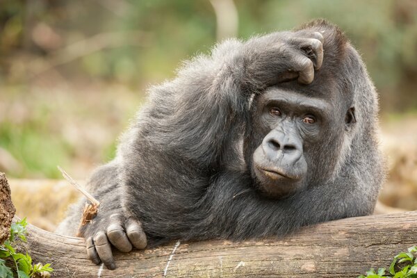 Singe avec un regard réfléchi sur la nature